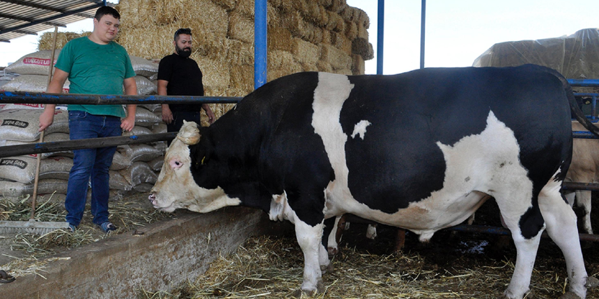 Böylesi 10 yılda bir gelir! 2 buçuk tonluk Çakır Efe alıcı bekliyor