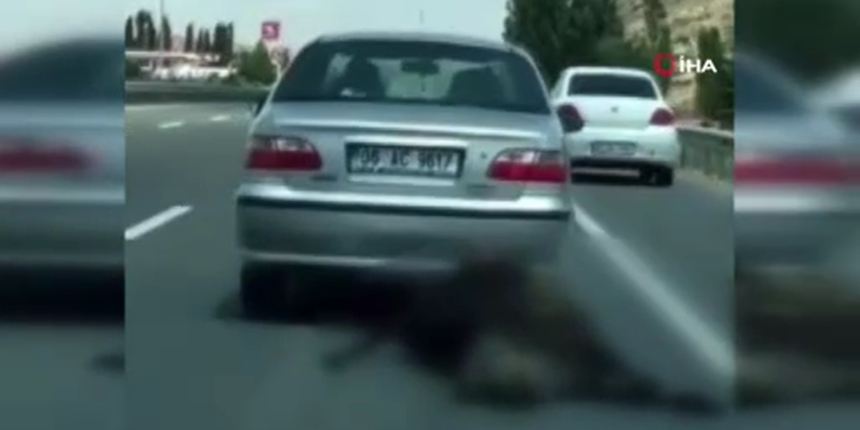 Ölü ineğin otomobilin arkasında sürüklendiği anlar kamerada!