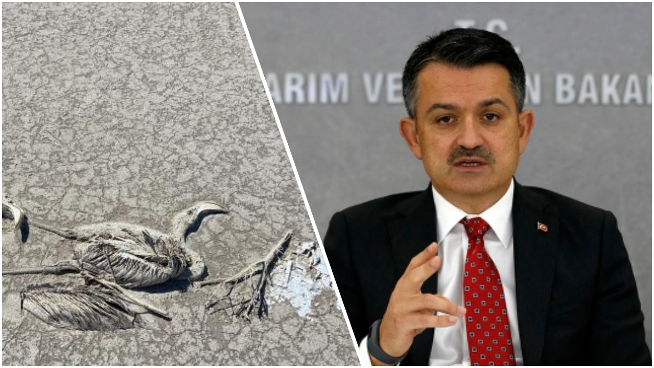 Tuz Gölü'nde ölen flamingolarla ilgili Bakan Pakdemirli'den açıklama geldi: Zehirlenme yok!