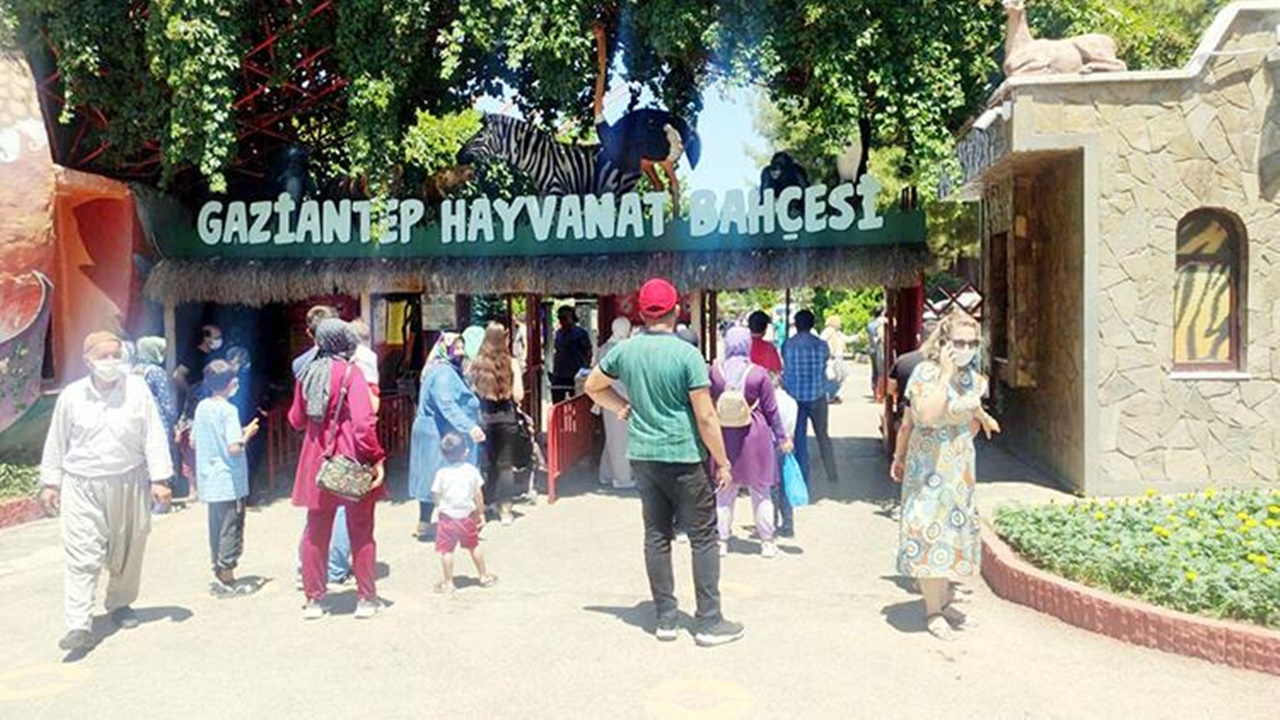 Gaziantep Hayvanat Bahçesi'nde aslan kafesinden kaçtı!