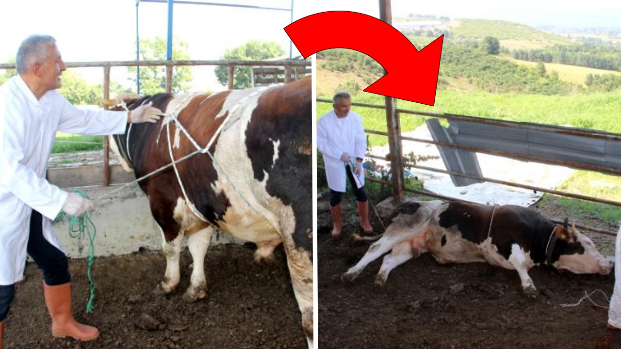 Bu teknikle 1 tonluk boğayı tek başına yere serdi! İşte ipuçları...