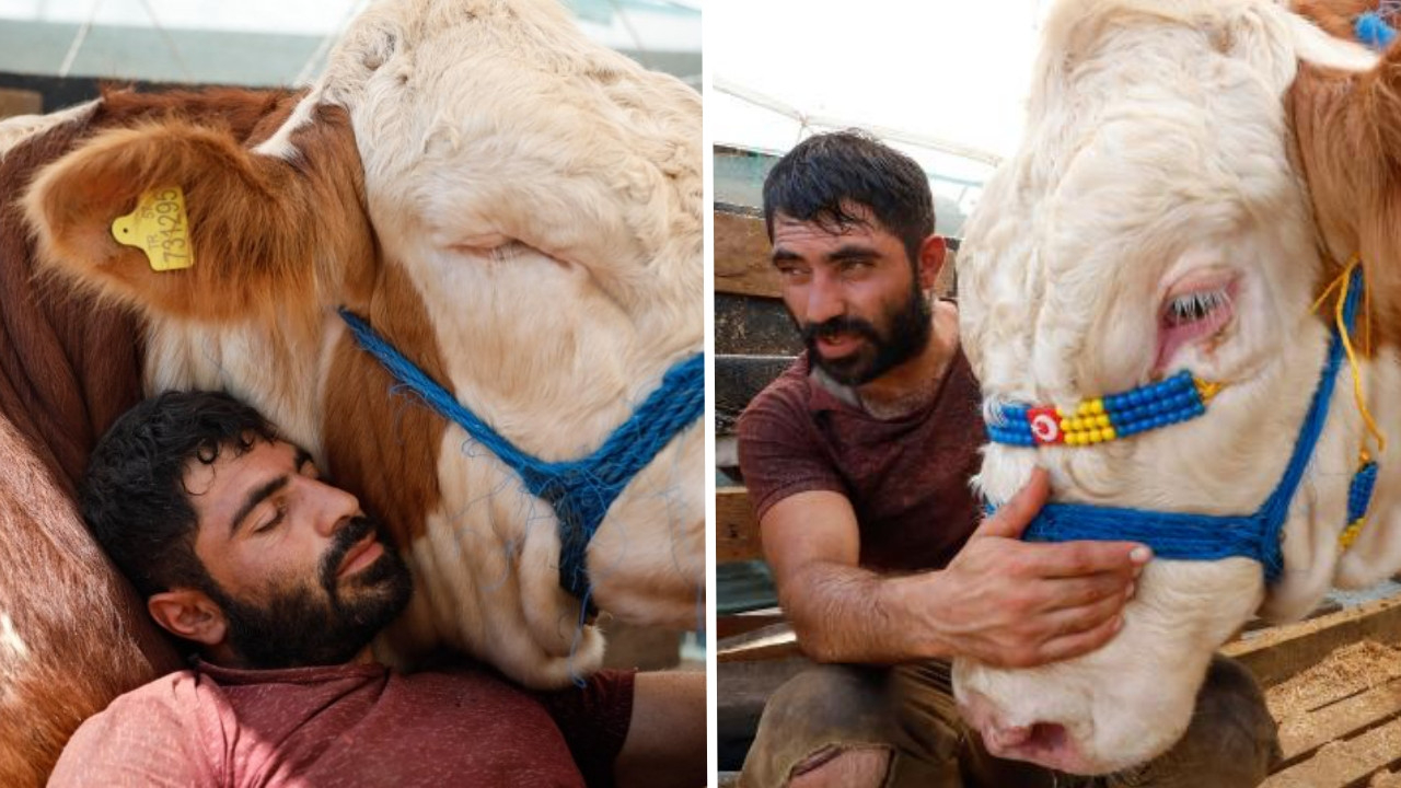 Yetiştiricisi ile koyun koyuna uyuyan 850 kiloluk 'Kral' satıldı!
