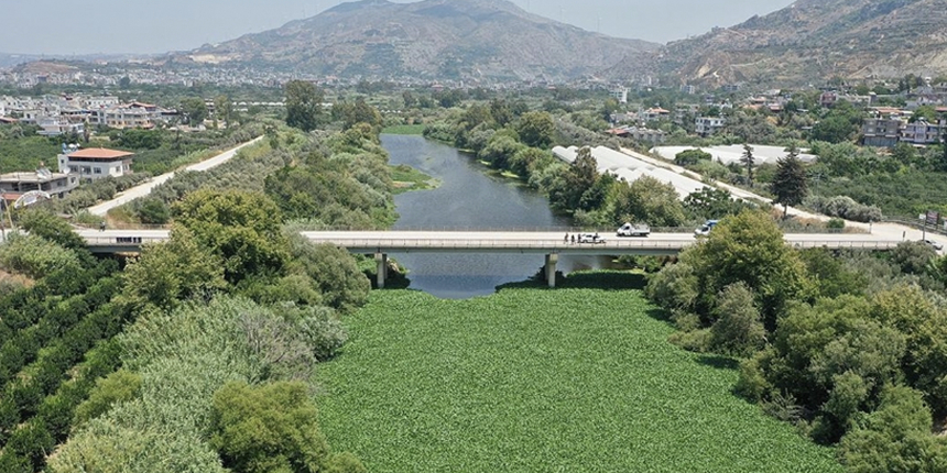 Asi Nehri'ni işgalci bitkiler kapladı! Nedeni kirlilik