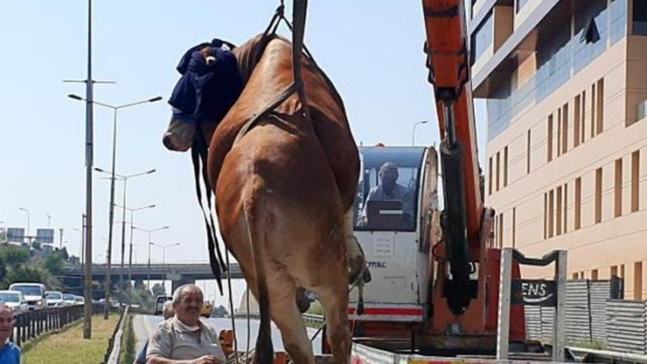 Pendik'te kaçan dana trafiği birbirine kattı! E-5'te korku dolu anlar kamerada!