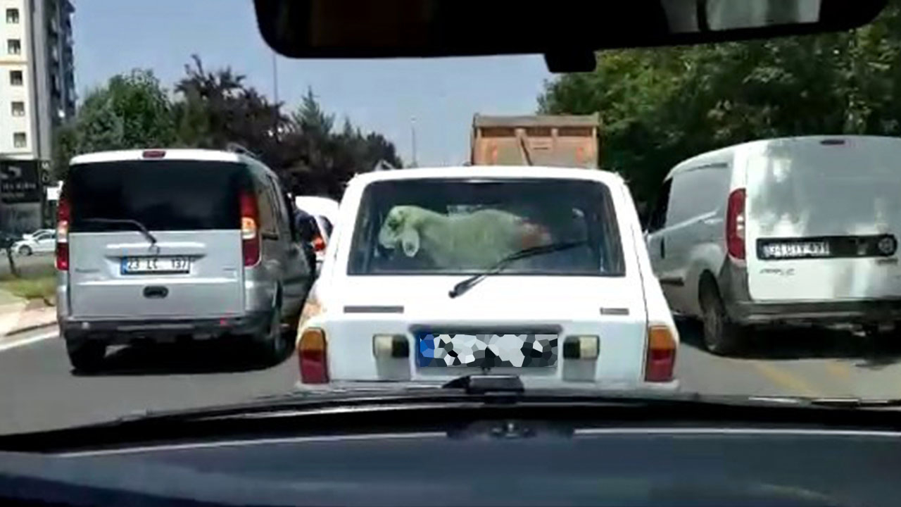 Kurban Bayramı öncesi skandal görüntü: Arabasının bagajında taşıdı