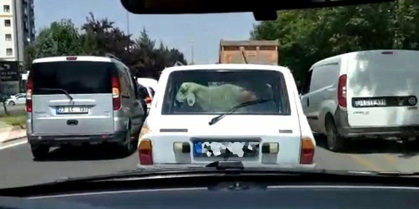Kurban Bayramı öncesi skandal görüntü: Arabasının bagajında taşıdı