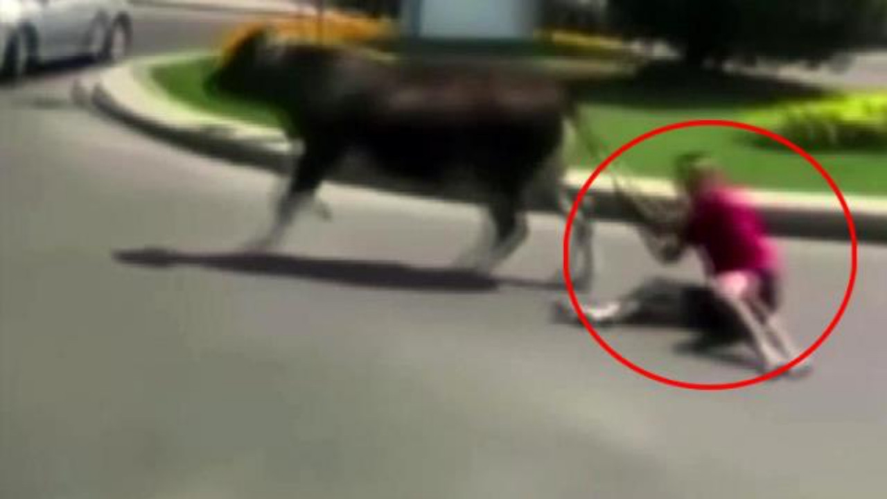 Kaçan dananın kuyruğundan tutup metrelerce sürüklendi! Korku dolu anlar kamerada...