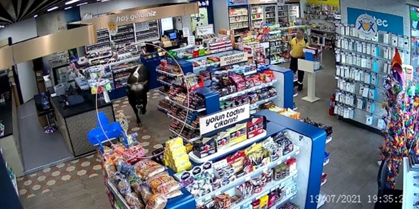 Sahibinin elinden kurtulan dana akaryakıt istasyonuna daldı!