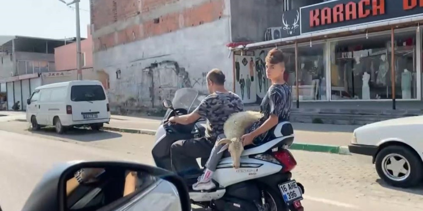 Bursa'da sıra dışı hayvan taşıma tekniği kamerada