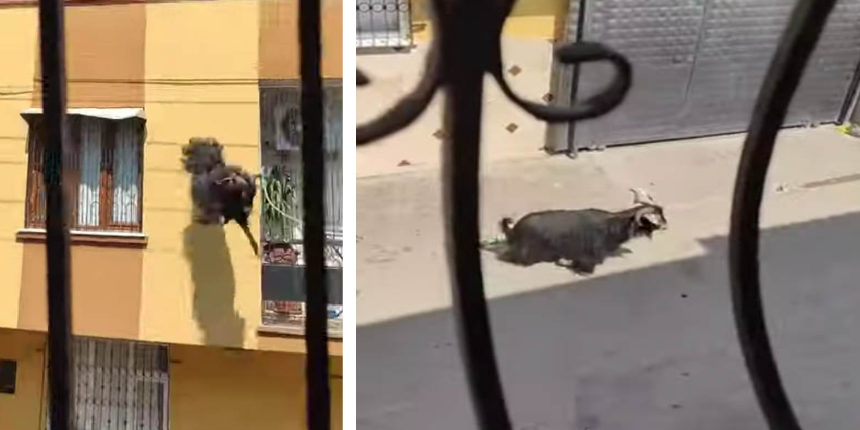 Kurbanlık keçi damdan düştü! Keçinin kaçısı kamerada