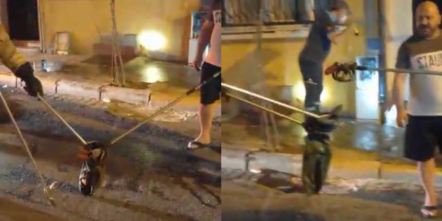 Mahalleli diken üstünde! İstanbul'un göbeğinde yılan paniği