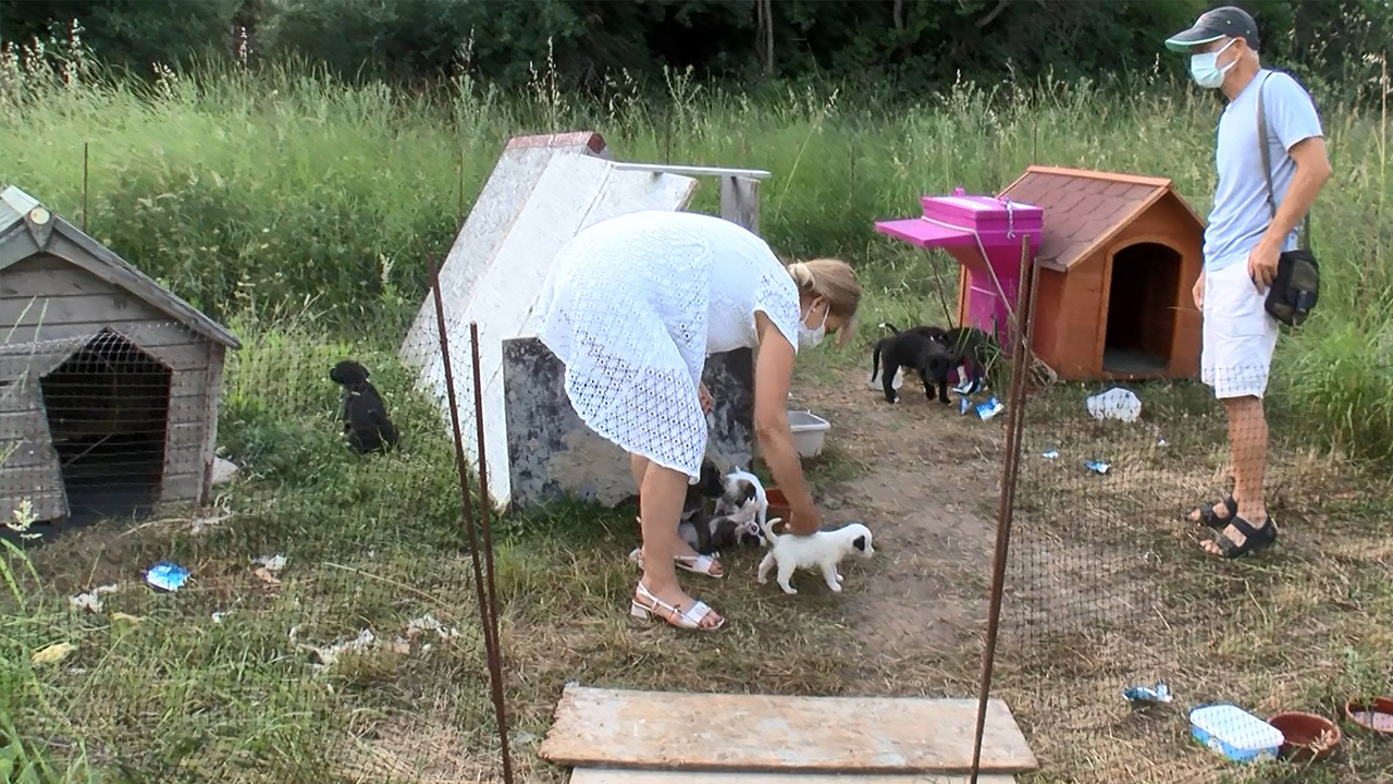 Bunu yapan insan olamaz! Yavru köpeği diri diri yaktılar