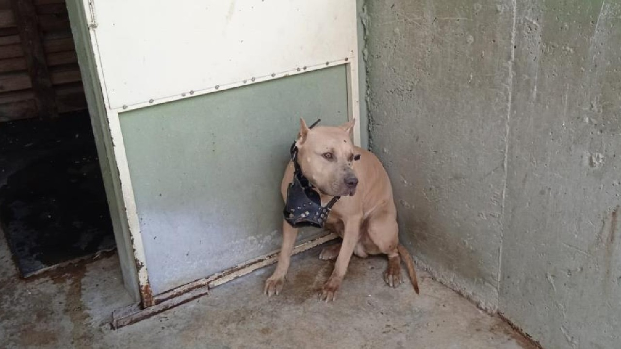 Pitbullun saldırısına uğrayan 2 kişi hastanelik oldu