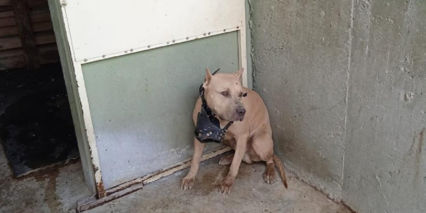 Pitbullun saldırısına uğrayan 2 kişi hastanelik oldu