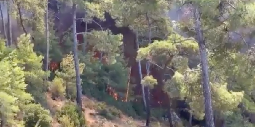 Yaban hayvanları yangından böyle kaçtı: Bu görüntüler Bodrum'da çekildi...