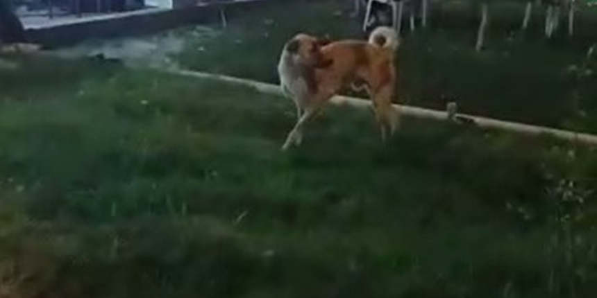 Düğün müziğine kapılan köpeğin dansı kamerada