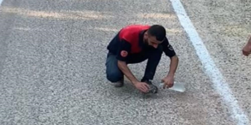 İtfaiye ekipleri, yangından kaçan yavru kaplumbağaya elleriyle su verdi