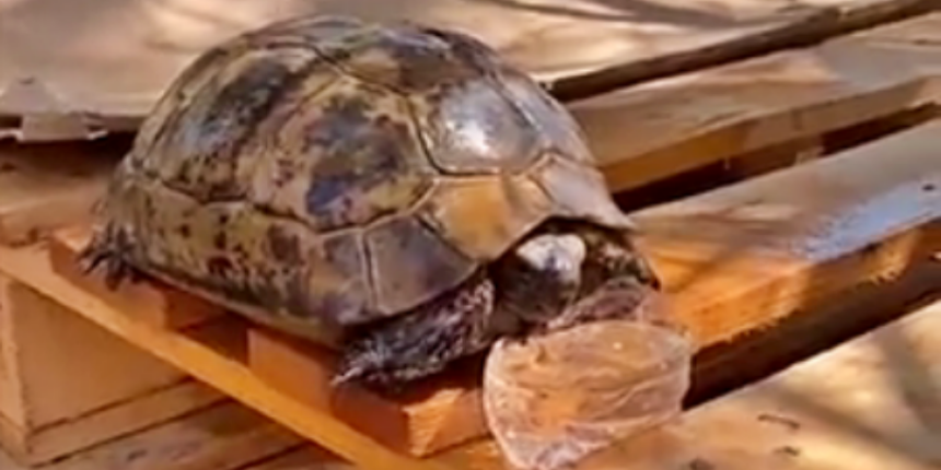 Yangından kurtarılan kaplumbağaya su ikram edildi