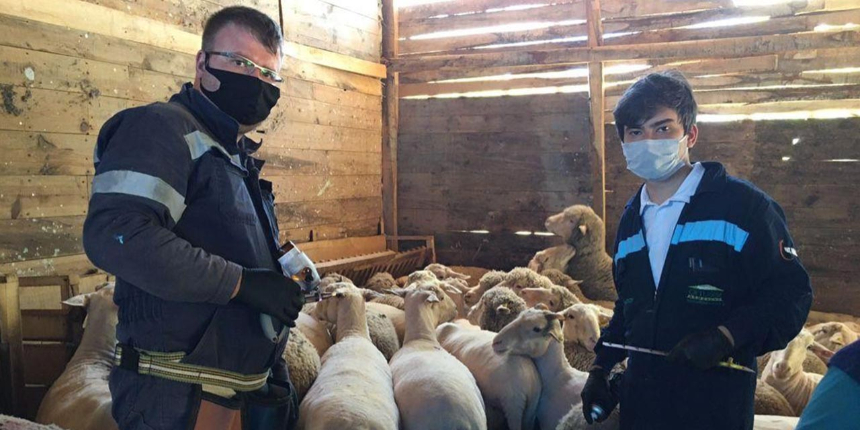 Kütahya'da çiçek hastalığı çıktı: 4 köy ve 8 mahalleye karantina