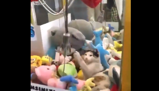 Makinedeki oyuncakları evladı gibi sahiplenen kedi!