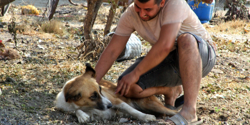 Yandı sandığı köpeği 4 gün sonra geri dönünce gözyaşlarına boğuldu!