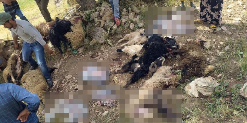 Yüksekova’da mezraya yıldırım düştü, 35 koyun telef oldu