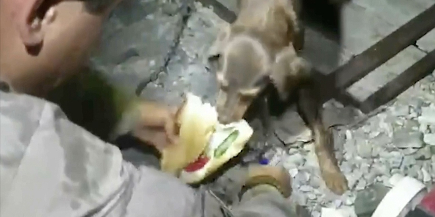 Mehmetçik yangında mahsur kalan köpek ve yavrularını böyle kurtardı