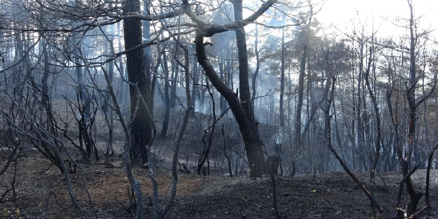 Çanakkale’deki orman yangını kontrol altına alındı