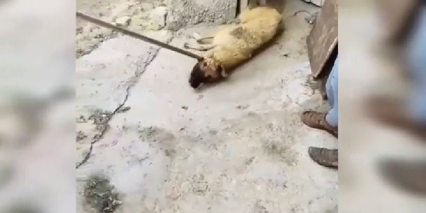 Siverek Belediyesinden tepki çeken görüntü: Köpeği sürükleyerek çıkarttılar