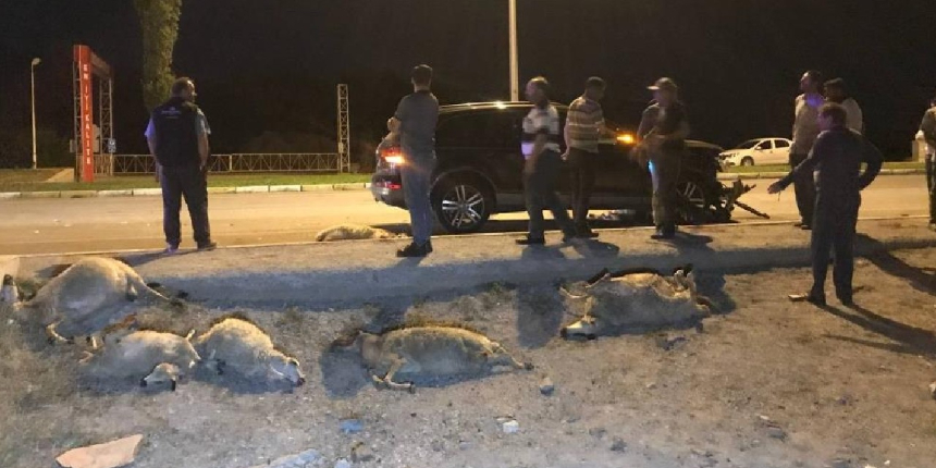 Erzincan’da otomobil sürüye daldı: 25 koyun telef oldu