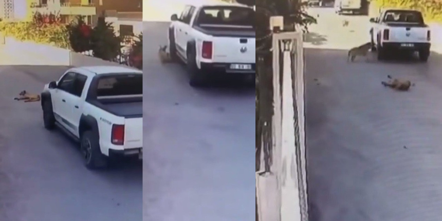 Aracıyla yolda yatan köpeğin üzerinden geçti, hiçbir şey olmamış gibi devam etti