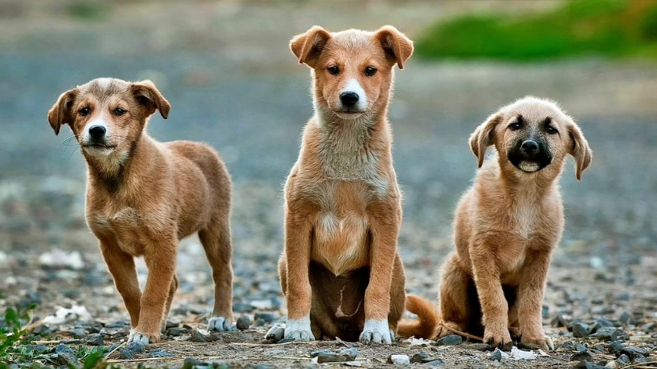 Sokak köpekleri sorununa yeni çözüm! Projeyi Bakan Kirişci açıkladı