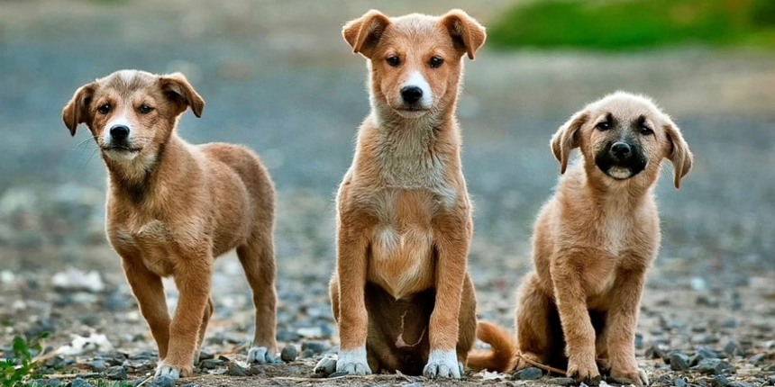 Barınaktaki 200 köpeğini Kabil'den tahliye etmeye çalışıyor!