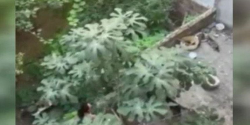 Komşuların kedi besleme tartışması kameraya yansıdı!
