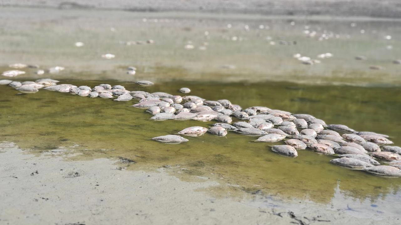 Bursa'da göletteki su çekildi, balıklar öldü