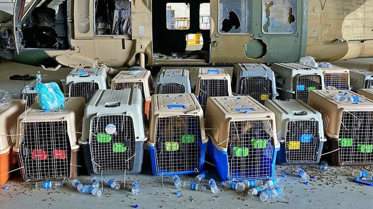 ABD ordusu için çalışan köpekler arkada bırakılarak ölüme terk edildi!