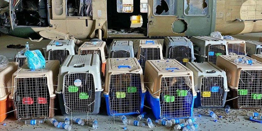 ABD ordusu için çalışan köpekler arkada bırakılarak ölüme terk edildi!