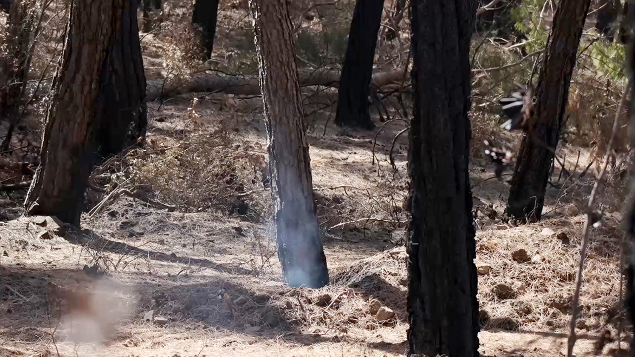 Manavgat'taki yangının üzerinden 25 gün geçti ama hâlâ ağaç köklerinden duman tütüyor