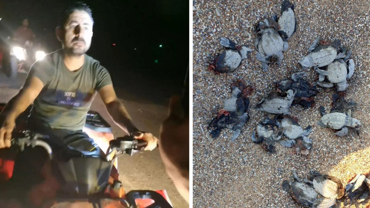 Yeni bir caretta caretta skandalı: Yavruları ezip, gönüllü genci yaraladılar! İşte o anlar...