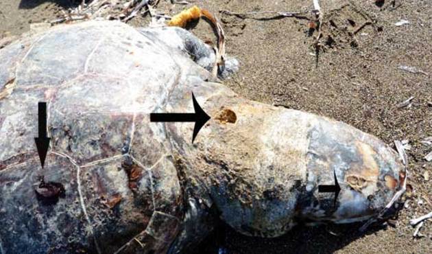 Caretta caretta'ya 3 kurşun!
