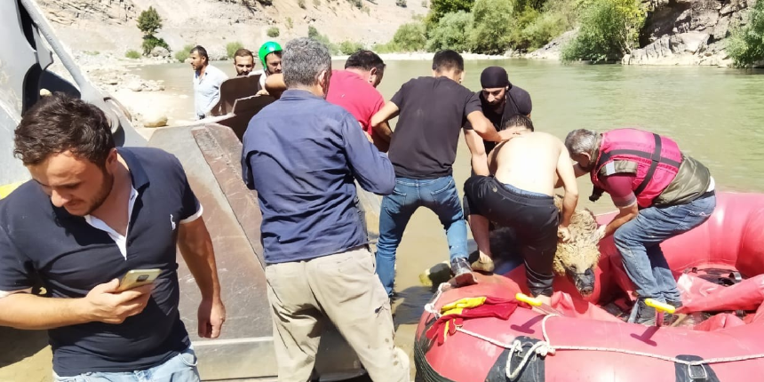 Kayalıklardan düşen ayıyı kurtarma operasyonu! Botla Zap Suyu’nun karşısına geçirdiler
