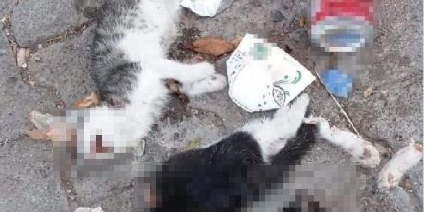Vicdansızlık! Giresun’da iki kedi yavrusu canice öldürüldü