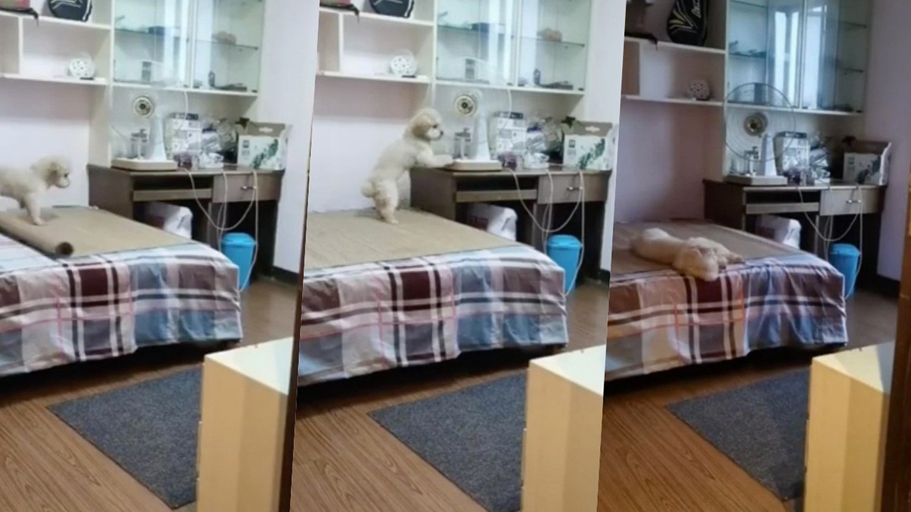 Keyif yapmak için sahibinin arkasından iş çeviren uyanık köpek