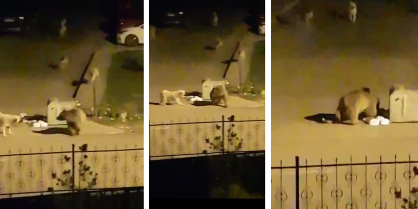 Aç kalan ayı kente indi, çöp için köpeklere kafa tuttu