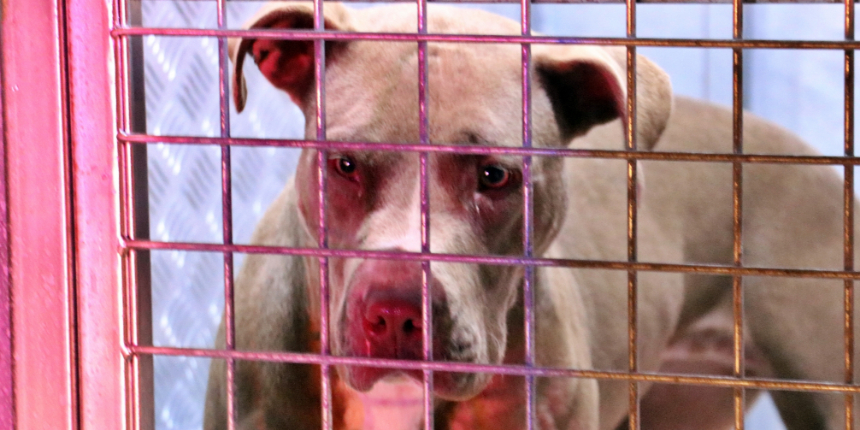 Beslenmesi yasak Pitbull, ihbar üzerine gelen polisi ısırdı!