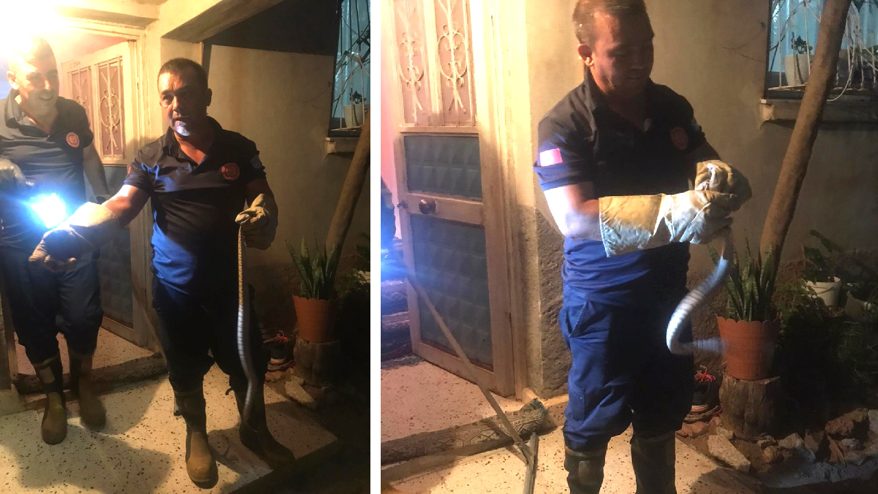 Mutfakta yılan paniği! İtfaiye ekipleri yakaladı