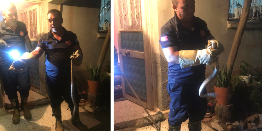 Mutfakta yılan paniği! İtfaiye ekipleri yakaladı