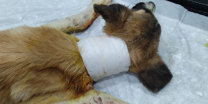Köpeğin boğazını kesip bıraktılar! Belediye Meclis Üyesi kurtardı