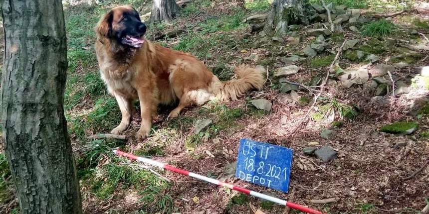 Arkeolog köpek, gümüş paralarla dolu bir çömlek ortaya çıkardı!