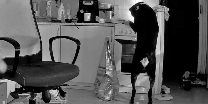 Acıkan köpek evde ocağı yaktı: Yangın çıkardı! O anlar kamerada!